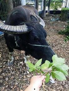 水牛吃茄瓜吗会死吗视频,水牛食用茄瓜致命真相揭秘