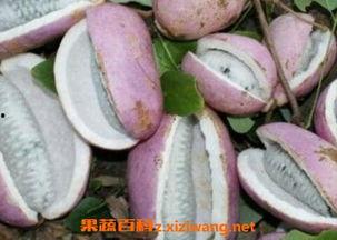 小时候吃八月瓜视频,八月瓜的甜蜜时光