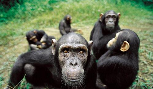 吃哈密瓜模仿猩猩视频,模仿猩猩视频引发网友热议